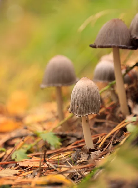 Poisonous mushrooms. — Stock Photo, Image