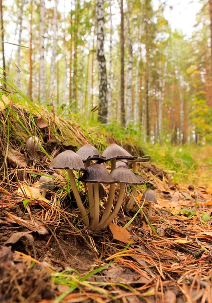 Poisonous mushrooms. — Stock Photo, Image