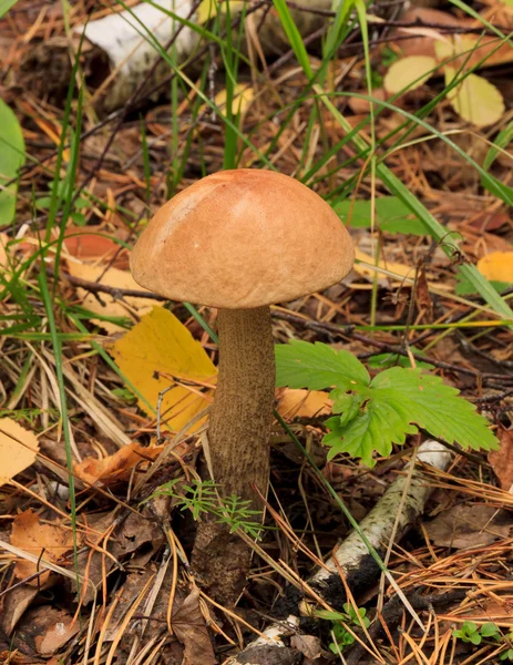 Edible mushroom. — Stock Photo, Image