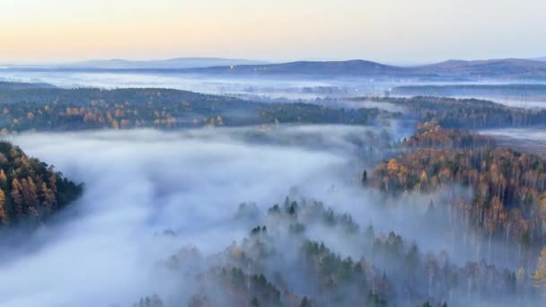 Forêt d'automne dans le brouillard. — Video