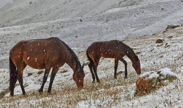 Pferde im Schnee — Stockfoto