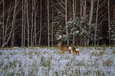 Roe deer graze in the snow