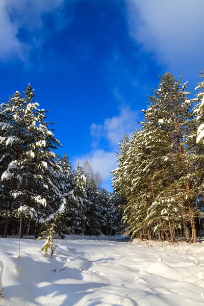 Forêt d'hiver — Photo