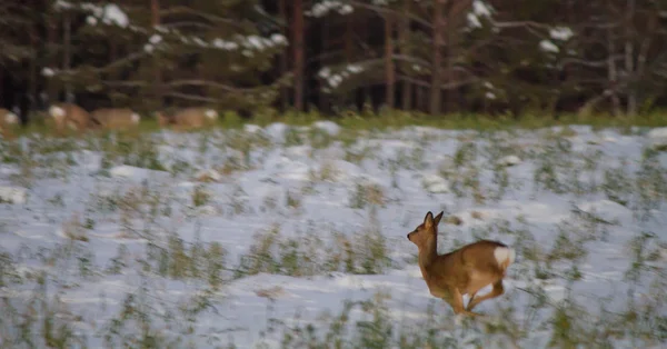 Roe deer graze in the snow — Stok fotoğraf