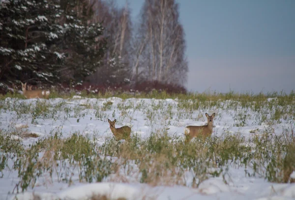 Cervos roe pastam na neve — Fotografia de Stock