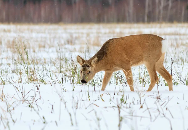 Фотоохота на оленей (Capreolus). Зимний лес . — стоковое фото