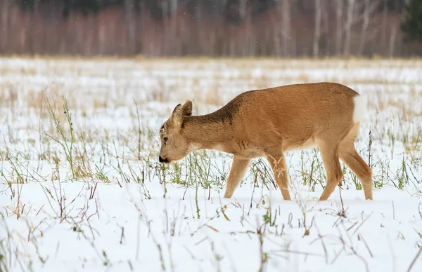 Foto lovu na jelena (capreolus). zimní Les. — Stock fotografie