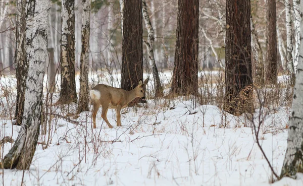 照片寻找鹿 (狍属)。冬季森林. — 图库照片