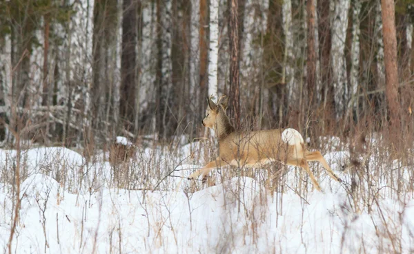 Caccia fotografica per cervi (Capreolus). Foresta invernale . — Foto Stock