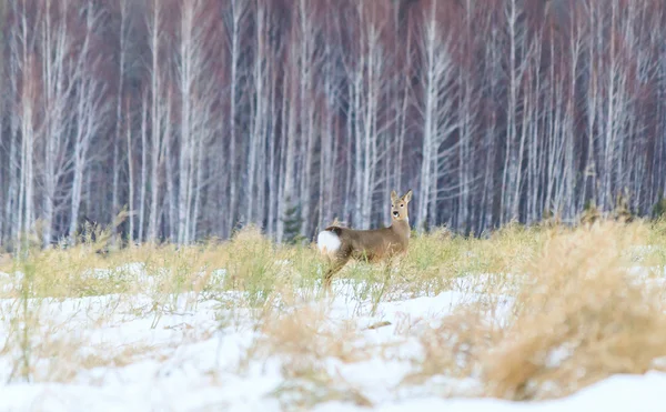 Foto caça de veados (Capreolus). Floresta de Inverno . — Fotografia de Stock
