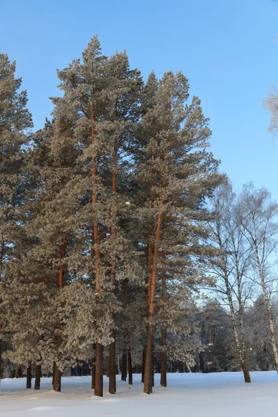 Snow-covered trees in the sun