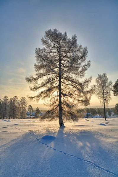 Pokryte śniegiem drzewa w słońcu — Zdjęcie stockowe