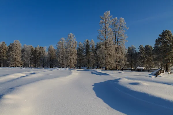 Zasněžené stromy na slunci — Stock fotografie