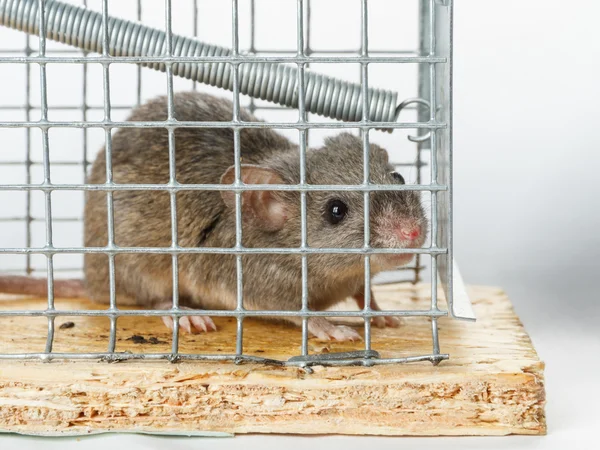 Мышь в мышеловке — стоковое фото
