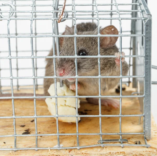 Fromage gratuit dans un piège à souris — Photo