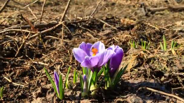 Krokusblüte in Makroaufnahme wächst und blüht. Zeitraffer — Stockvideo