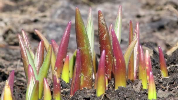 Sprouts muscari. Time Lapse — Stock Video