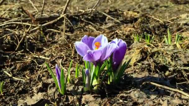 Bloemen bloeien in de lente. foto gratis van insecten. timelapse — Stockvideo