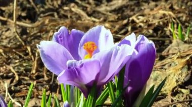 Güneşin Bouton Çiğdem çiçeği. Timelapse