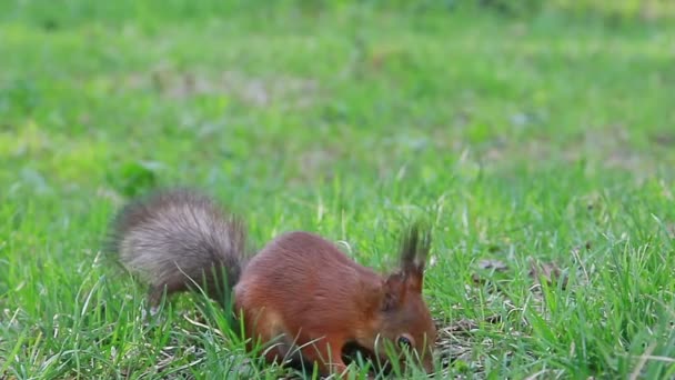 Eichhörnchen frisst Sonnenblumenkerne auf dem Boden. dann rennt er weg. — Stockvideo