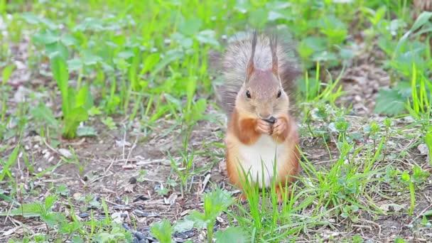 地面にヒマワリの種を食べるリス — ストック動画