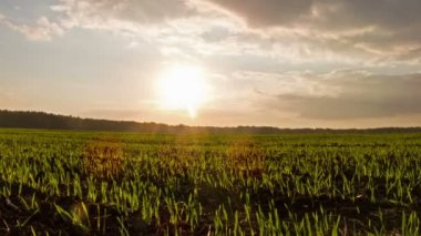 gün batımında filizi. yere yat. zaman atlamalı