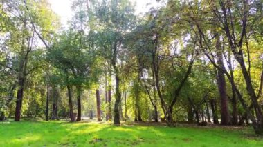 Park güneşli bir gün. zaman atlamalı