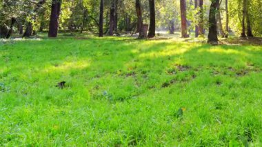 Park güneşli bir gün. zaman atlamalı