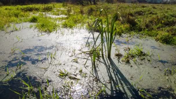 River swamped. Time Lapse — Stock Video