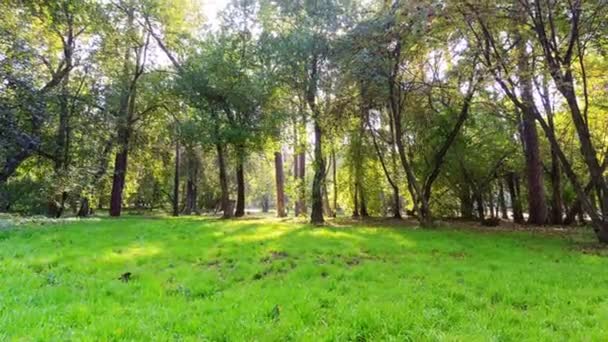 Solig dag i parken. tidsinställd — Stockvideo