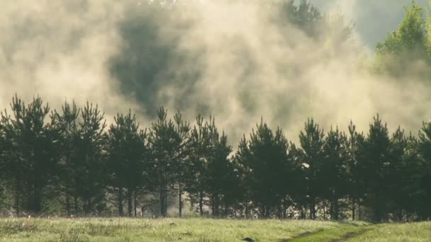 Nevoeiro sobre árvores — Vídeo de Stock