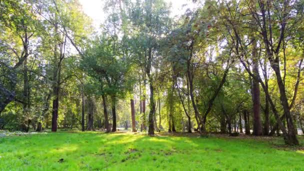 Park güneşli bir gün. sabit bir teknolojidir. zaman atlamalı — Stok video