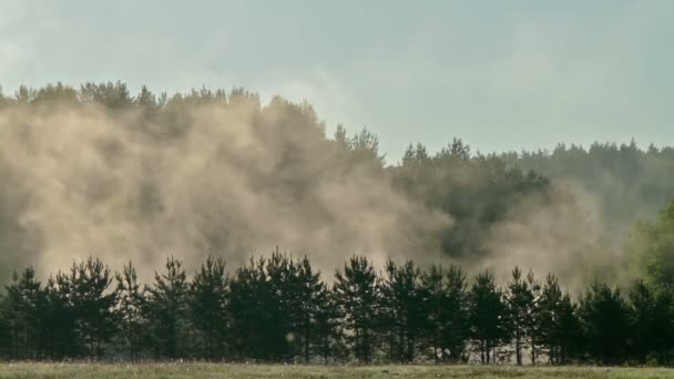 Туман над деревьями — стоковое видео