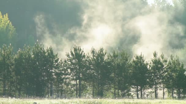 Mist over bomen — Stockvideo