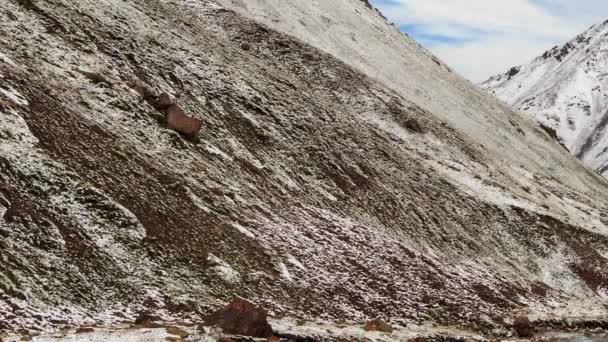 Sneeuw smelt in de bergen. time-lapse — Stockvideo