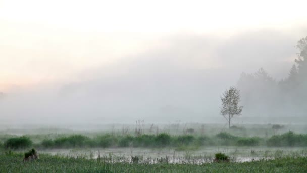 Nebbia sopra acqua — Video Stock