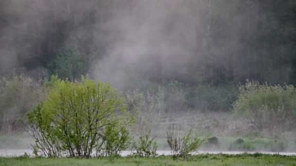 Nebbia sopra acqua — Video Stock