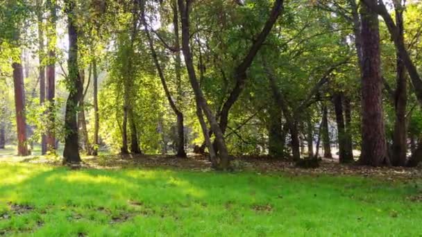 Sunny day in the park. Panarama. Time Lapse — Stock Video
