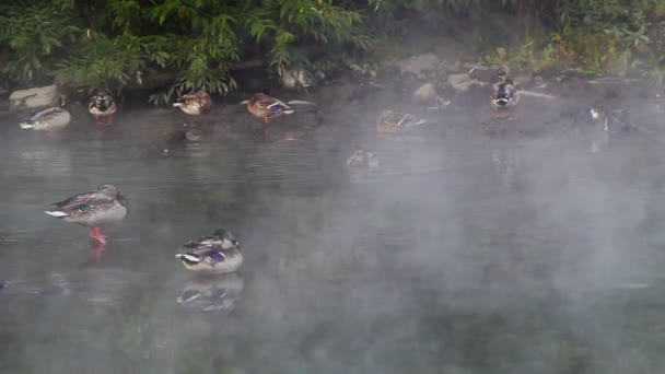 Ducks in the fog — Stock Video