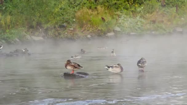 Canards dans le brouillard — Video
