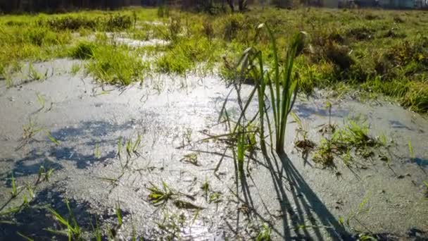 River swamped. Time Lapse — Stock Video