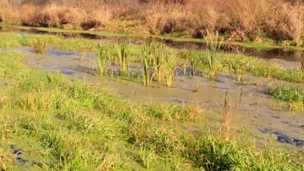 River swamped. Time Lapse — Stock Video