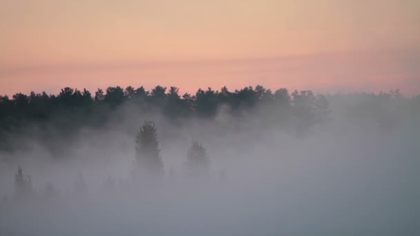 Mist over bomen — Stockvideo