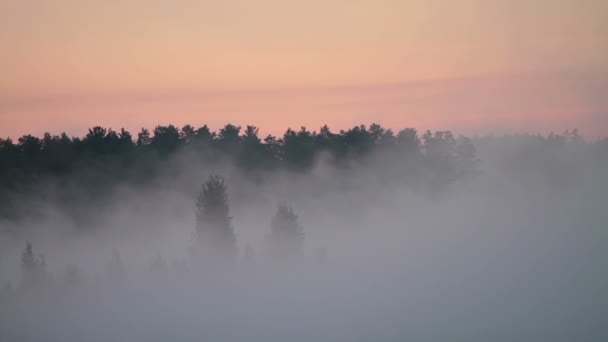 Mist over bomen — Stockvideo