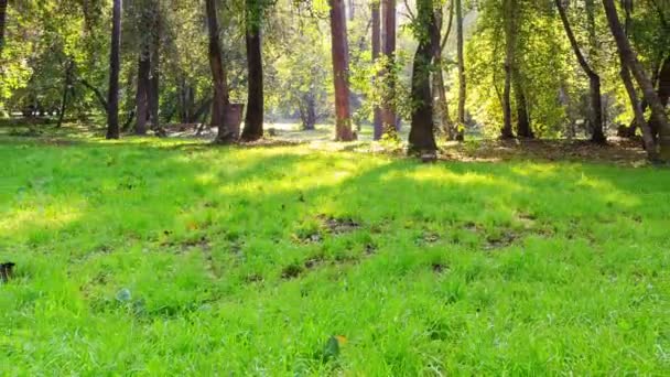 Journée ensoleillée dans le parc. Délai imparti 