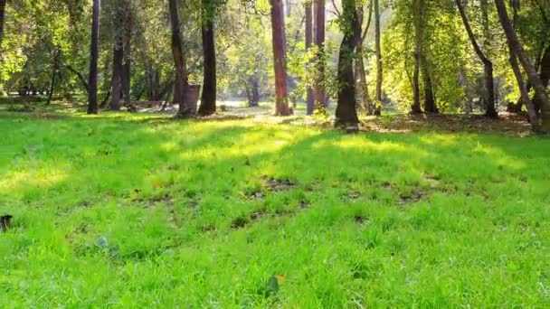 Día soleado en el parque. Tiempo de caducidad — Vídeo de stock