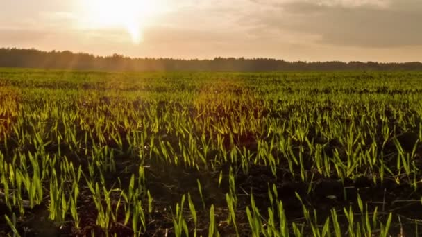 Sprouts at sunset. Zoom. Time Lapse — Stock Video