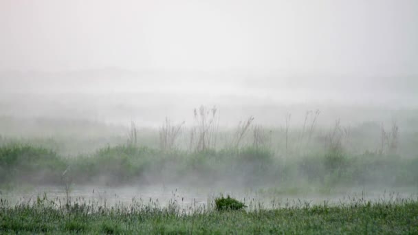 Brume sur l'eau 