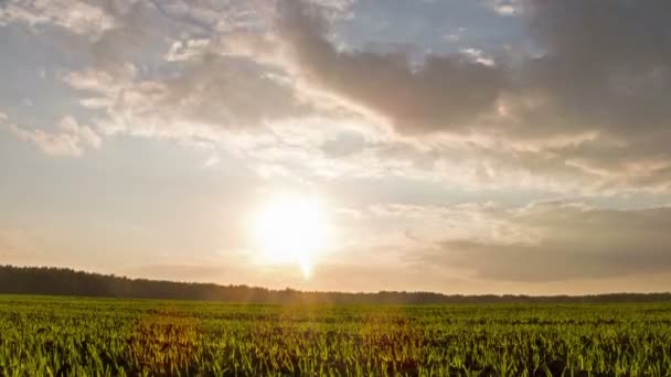 Sprouts at sunset. Time Lapse — Stock Video