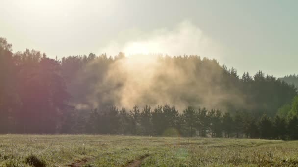 Mist over bomen — Stockvideo